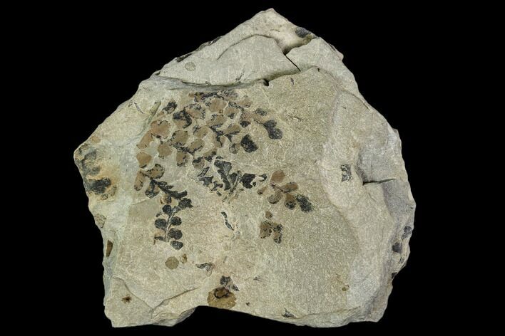 Pennsylvanian Fossil Fern (Sphenopteris) Plate - Kentucky #112933